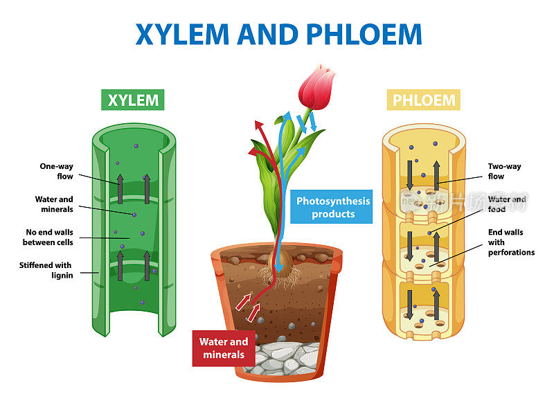Diagram showing xylem and phloem in plant